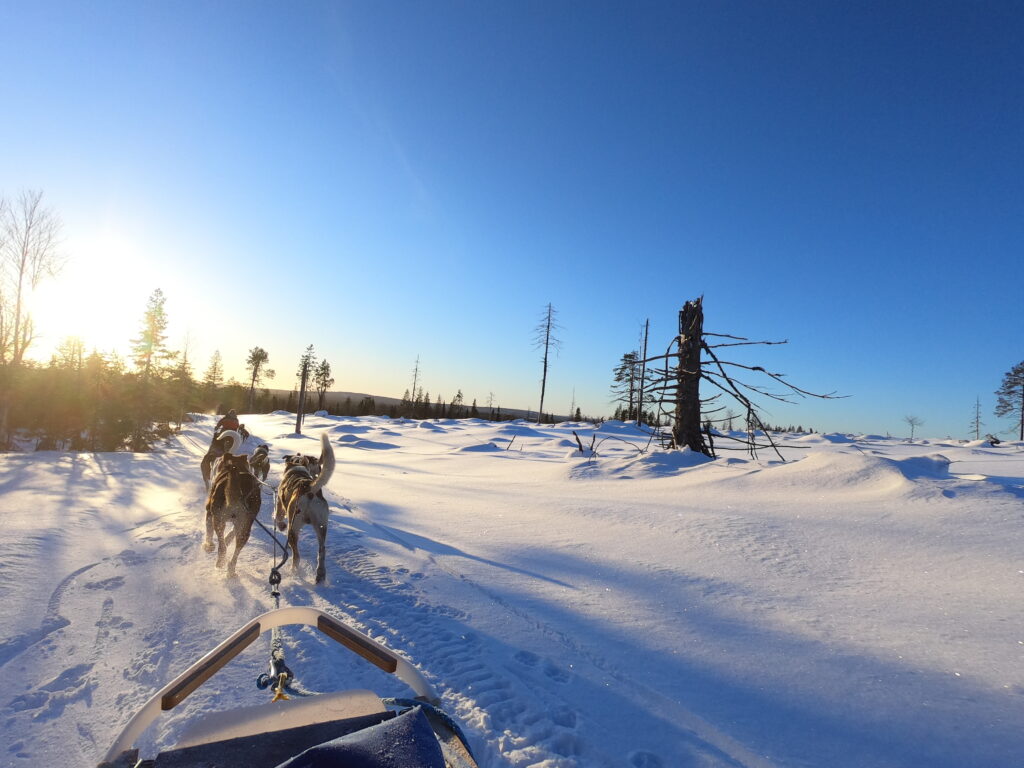 Huskytocht Kuusamo