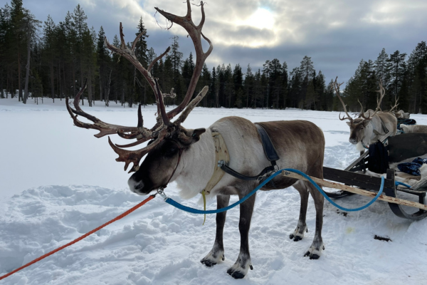 Rendiersleetocht Salla